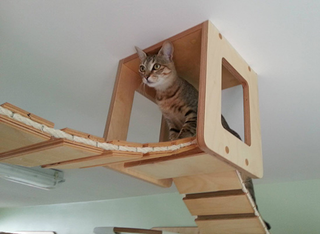 Illustration for article titled This wall furniture is the coolest thing your cat will see all day